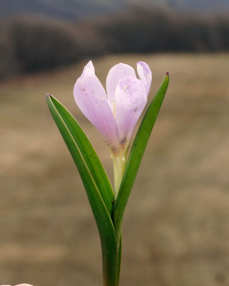 Image of Merendera raddeana specimen.