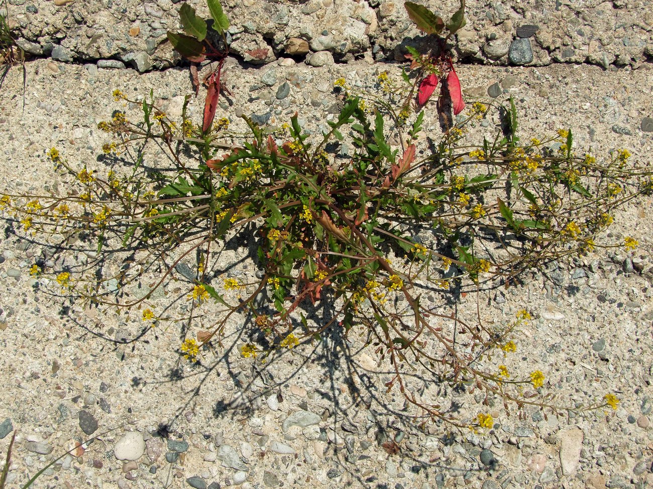 Image of Rorippa palustris specimen.