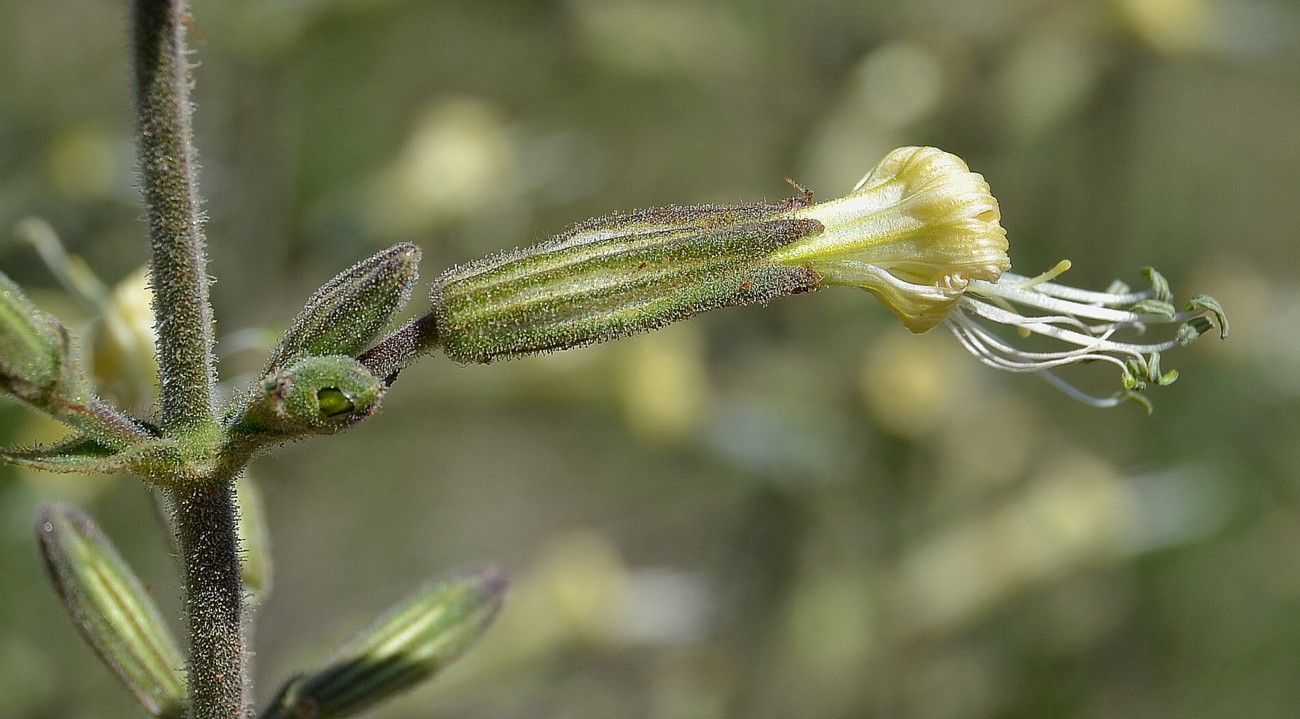 Image of Silene viscosa specimen.