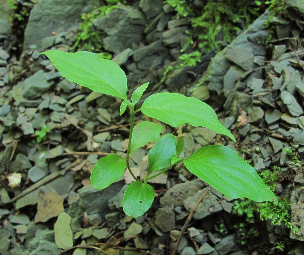 Image of familia Cornaceae specimen.