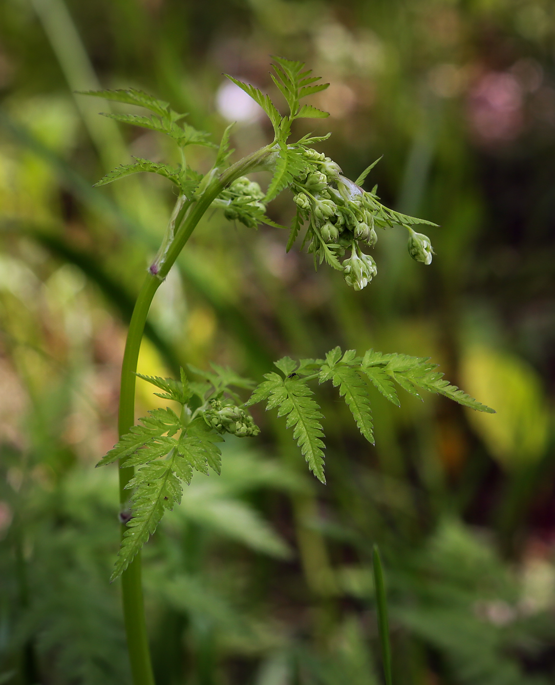 Image of Anthriscus sylvestris specimen.