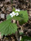 Alliaria petiolata