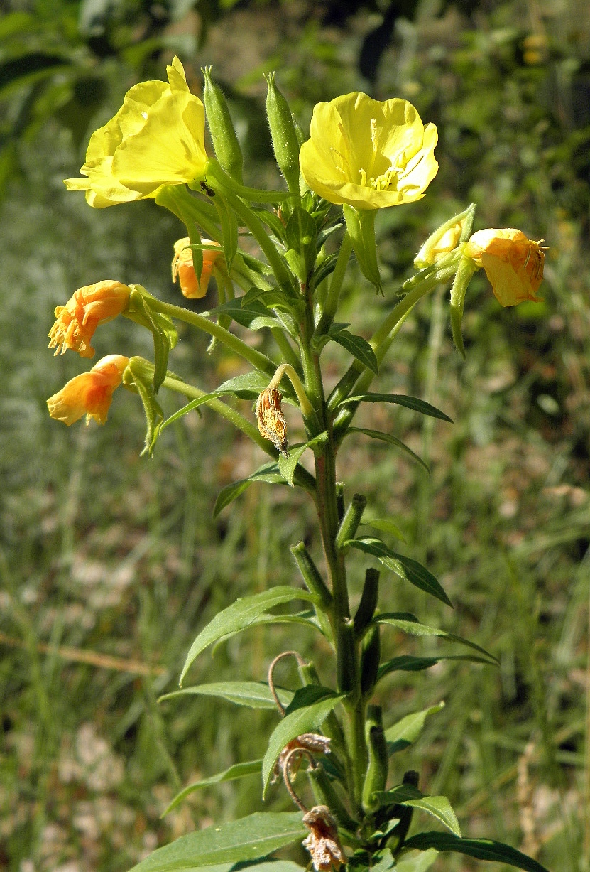 Image of genus Oenothera specimen.