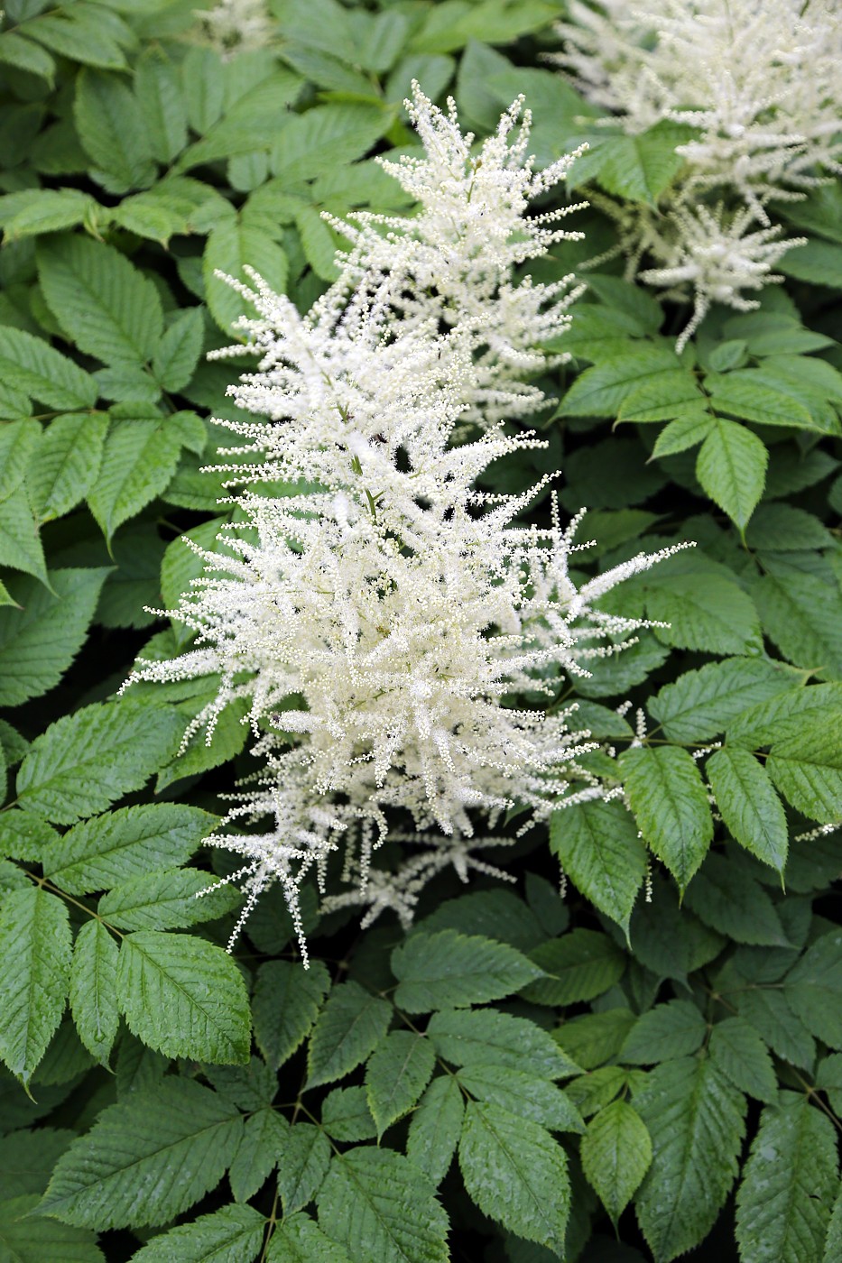 Image of Aruncus sylvestris specimen.