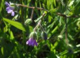 род Geranium. Верхушка цветущего растения. Италия, Фраскати, обочина дороги, заросшая луговой растительностью. 15.03.2017.