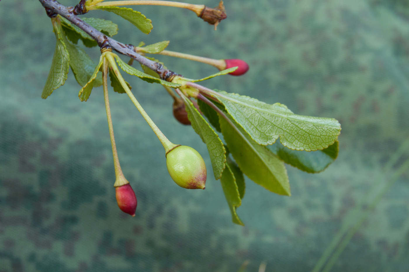 Image of Cerasus fruticosa specimen.