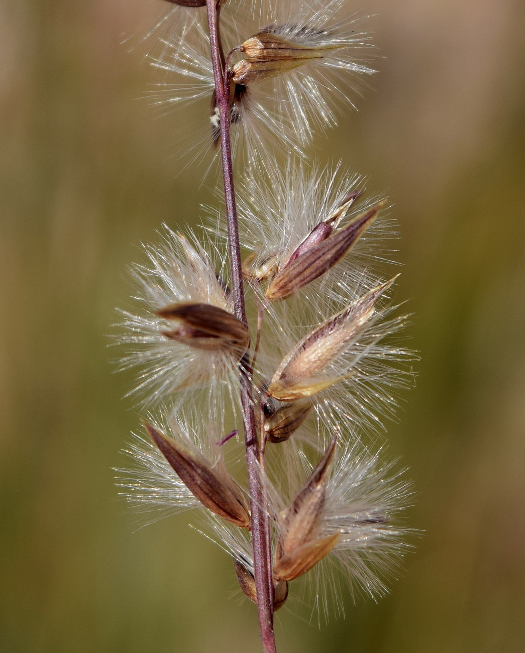 Image of Melica jacquemontii specimen.