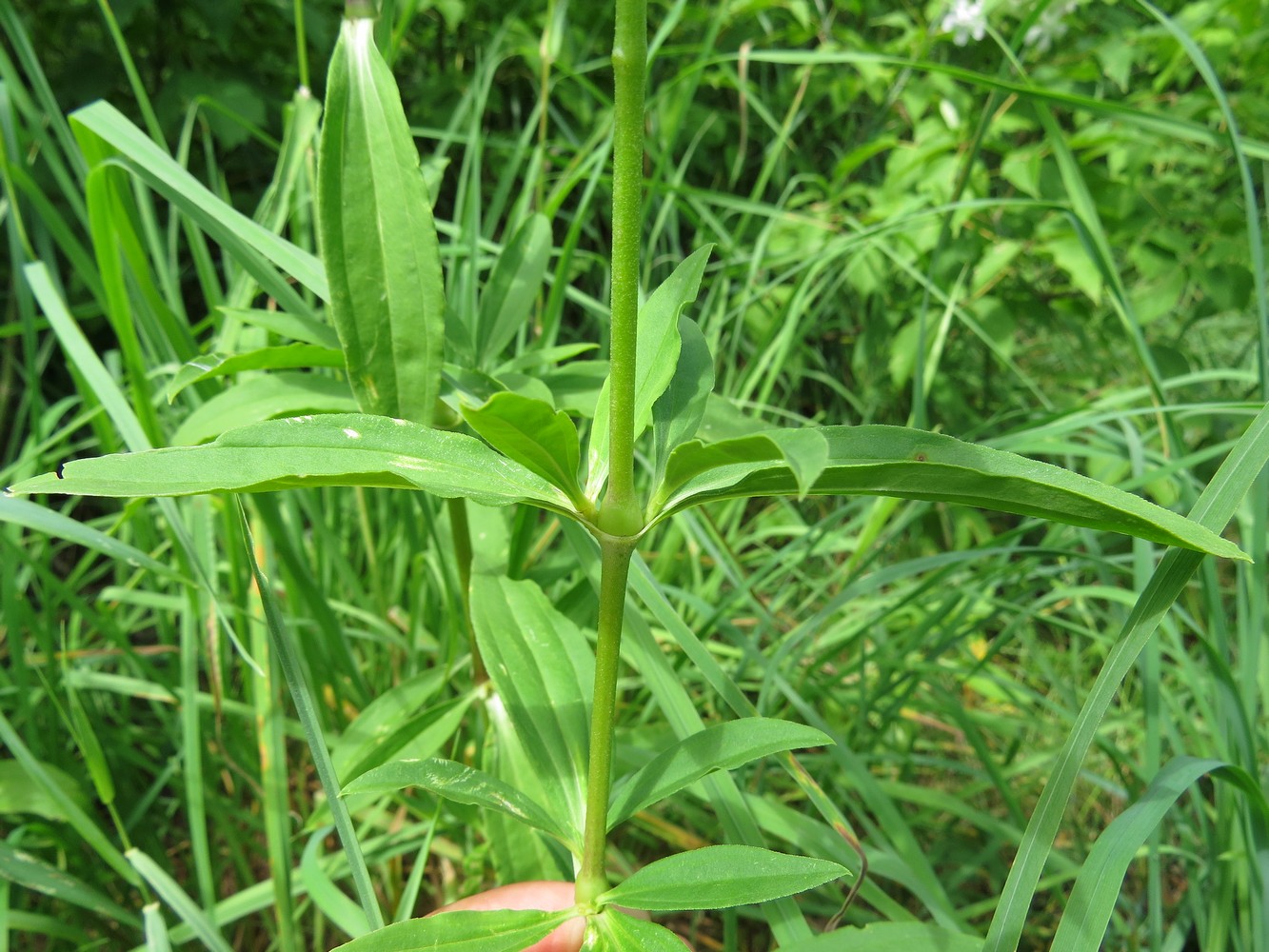 Image of Saponaria officinalis specimen.