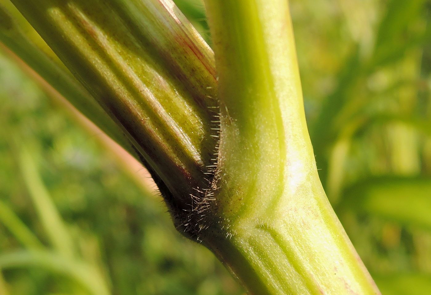 Image of Valeriana officinalis specimen.