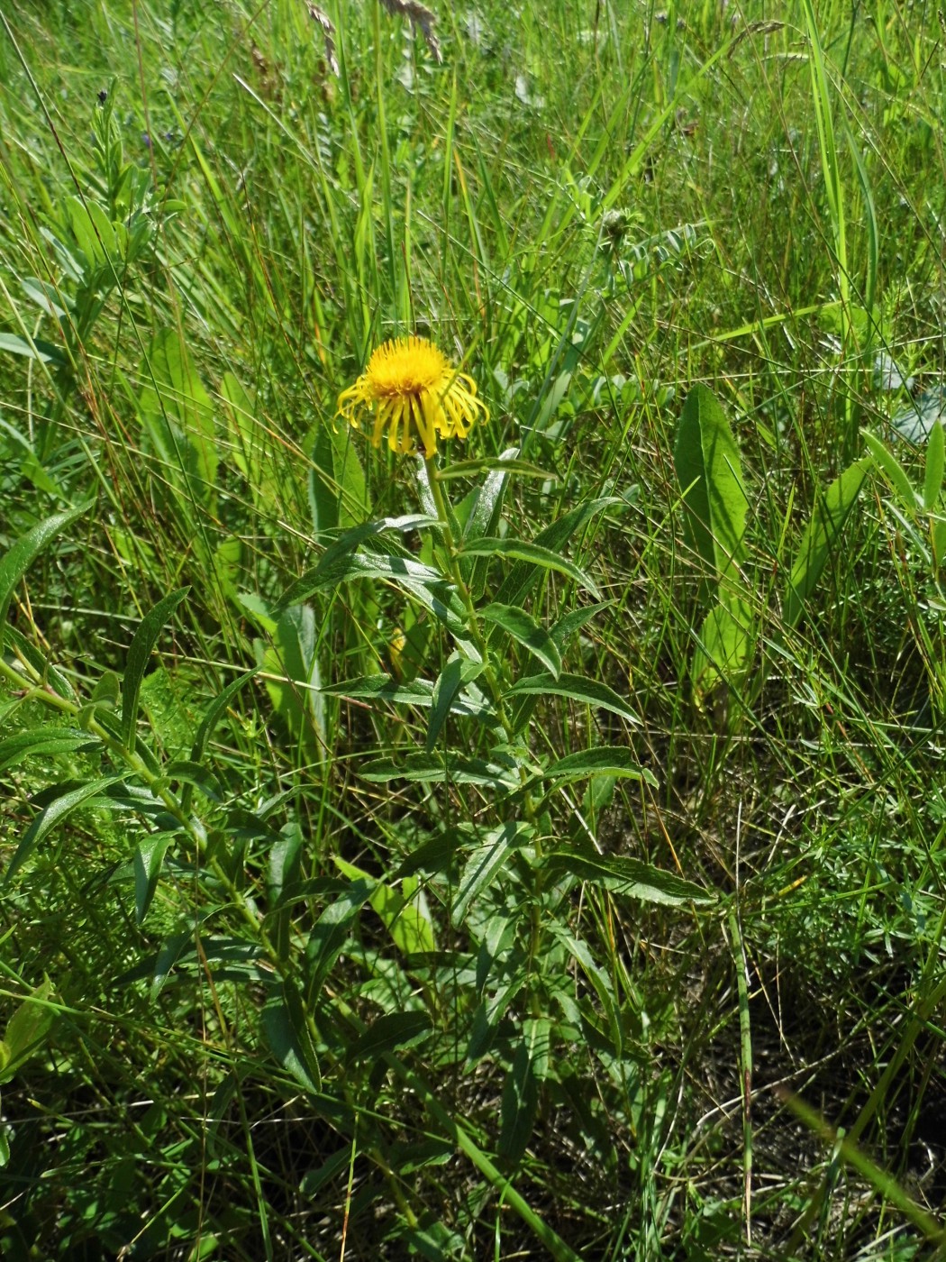 Изображение особи Inula salicina.