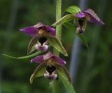 Epipactis helleborine. Цветки с питющейся тлёй. Пермский край, г. Пермь, Свердловский р-н, кладбище \"Южное\", обочина асфальтовой дорожки. 01.08.2017.