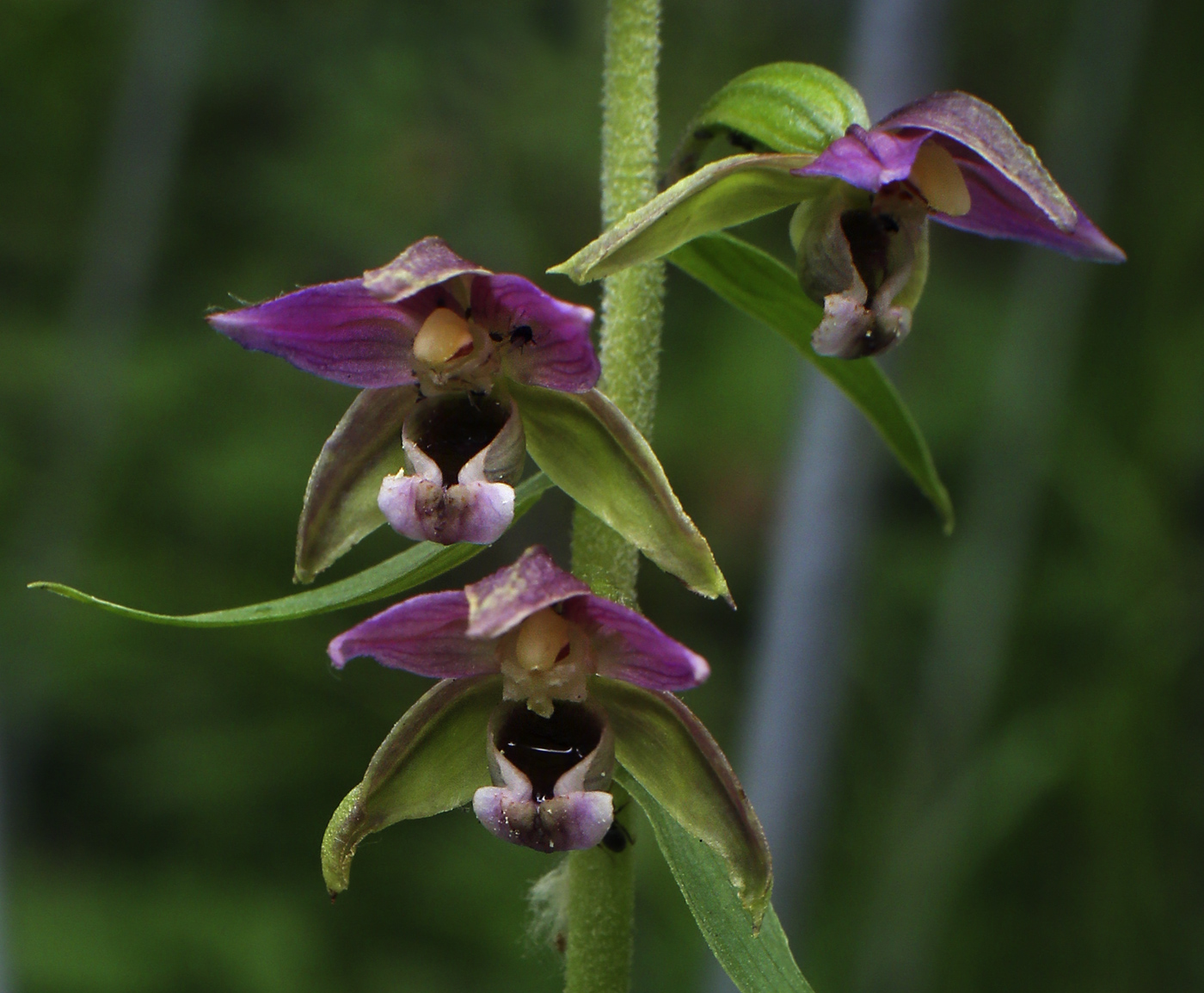 Изображение особи Epipactis helleborine.