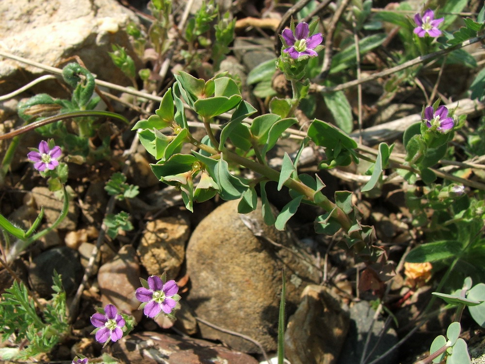 Изображение особи Legousia hybrida.