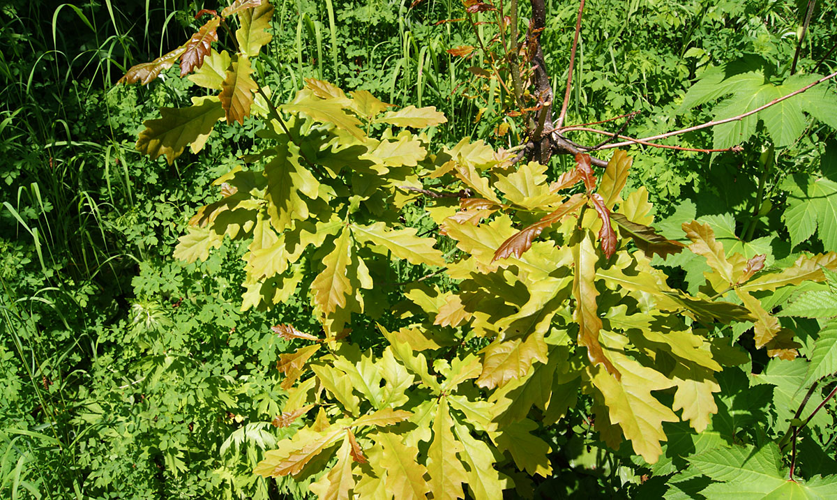 Изображение особи Quercus mongolica.