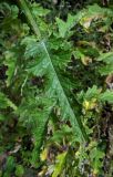 Carduus crispus