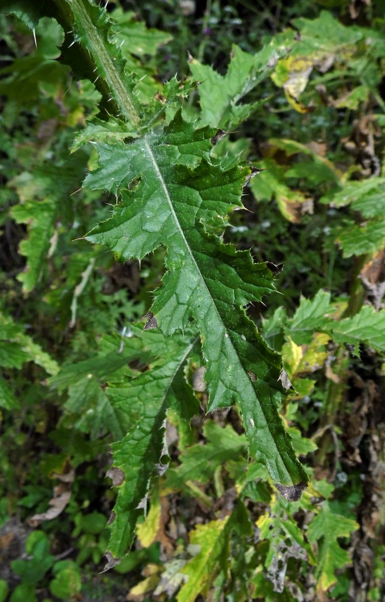 Image of Carduus crispus specimen.