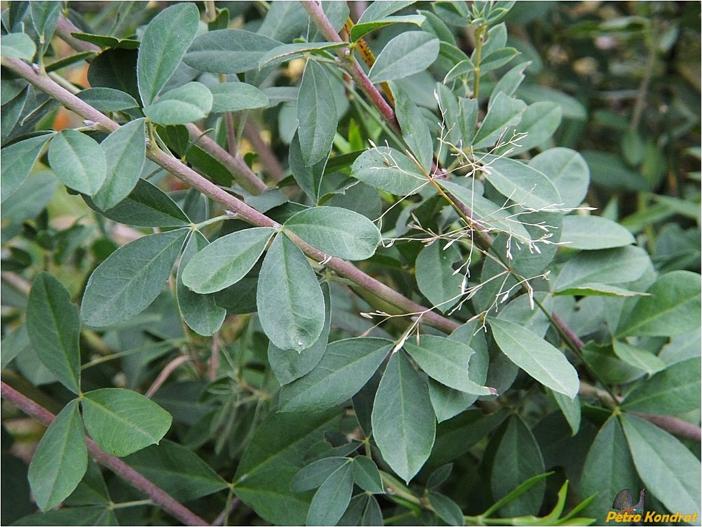Image of genus Chamaecytisus specimen.