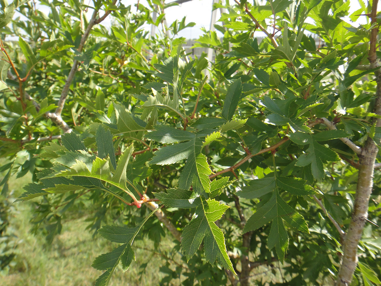 Изображение особи Crataegus pinnatifida.