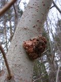 Populus tremula