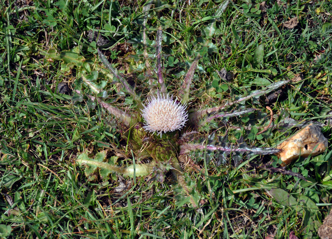 Изображение особи Cirsium esculentum.