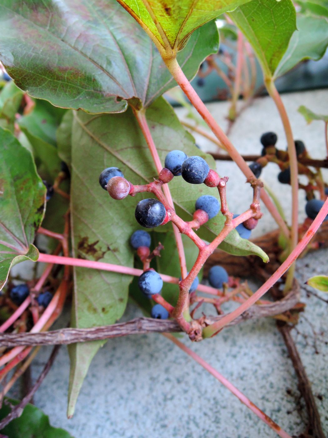 Image of Parthenocissus tricuspidata specimen.