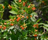 Bonellia macrocarpa