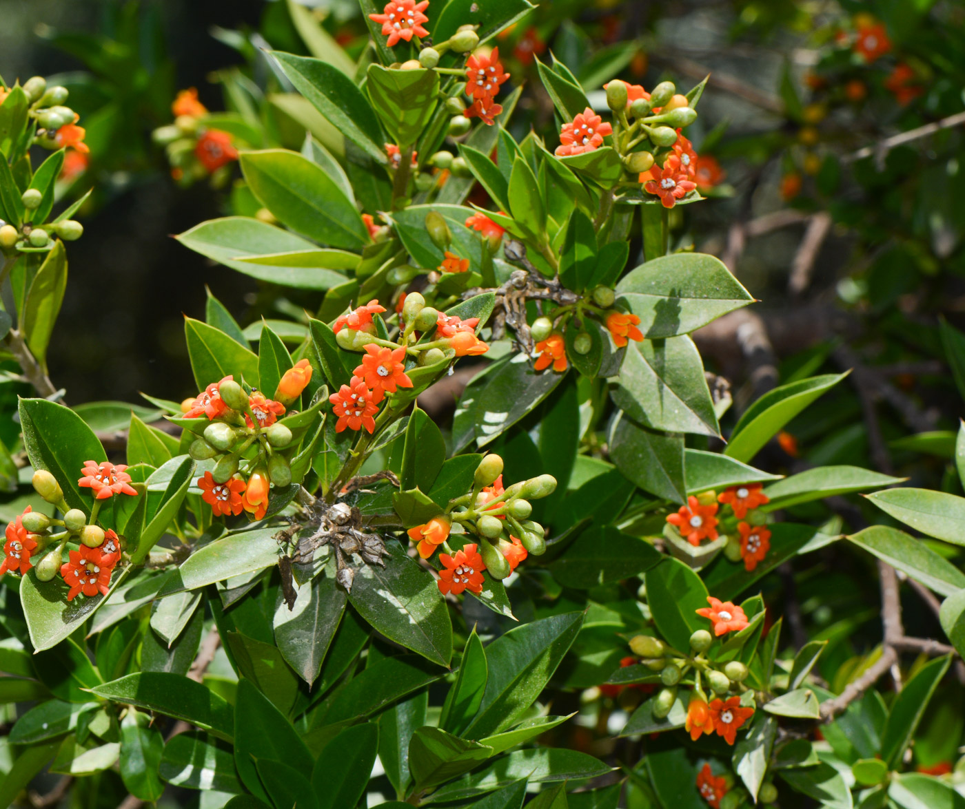 Изображение особи Bonellia macrocarpa.