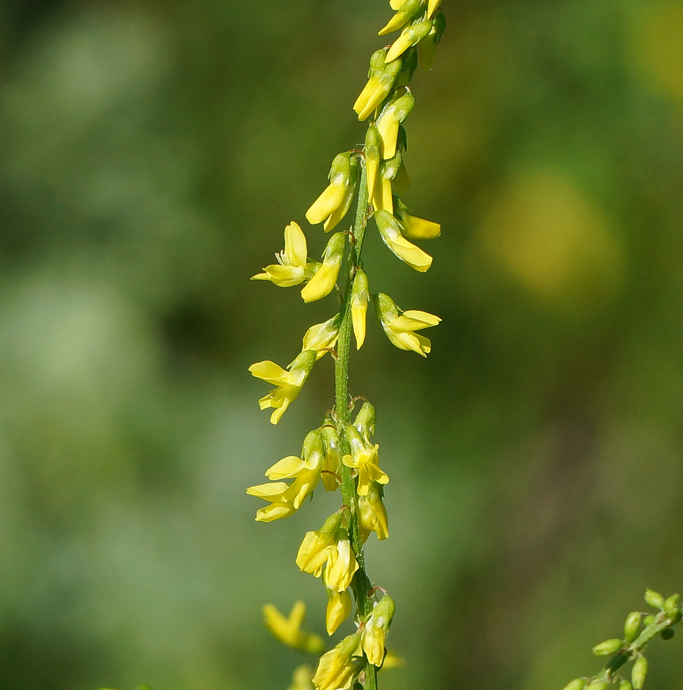 Изображение особи Melilotus officinalis.