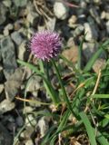 Allium strictum