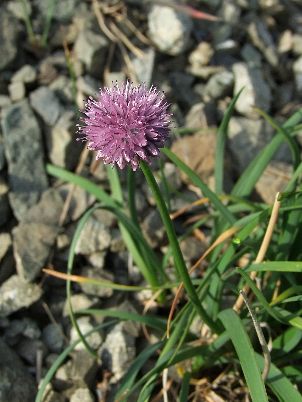 Изображение особи Allium strictum.