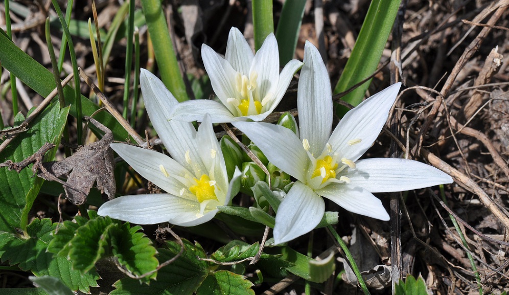 Image of Ornithogalum sintenisii specimen.