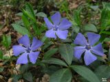 Vinca minor