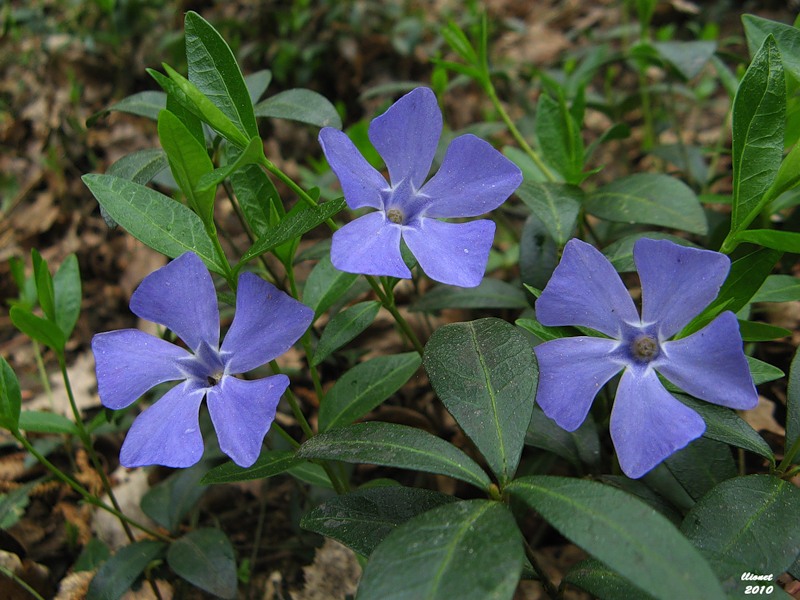 Image of Vinca minor specimen.