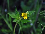 Geum aleppicum. Верхушка побега с цветком и бутонами. Алтай, долина р. Сема, опушка сосново-березового леса. 15.06.2017.