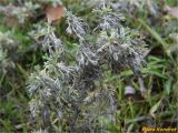 genus Artemisia. Вегетирующее растение. Украина, Николаевская обл., Николаевский горсовет, г. Николаев, Заводской р-н, Намыв, берег реки Южный Буг. 20.12.2017.