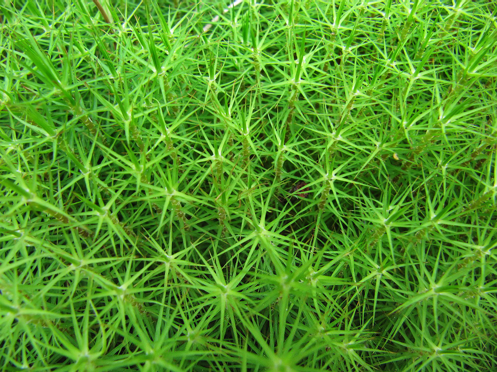 Image of Polytrichum commune specimen.