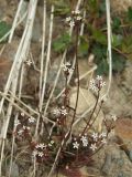Androsace septentrionalis