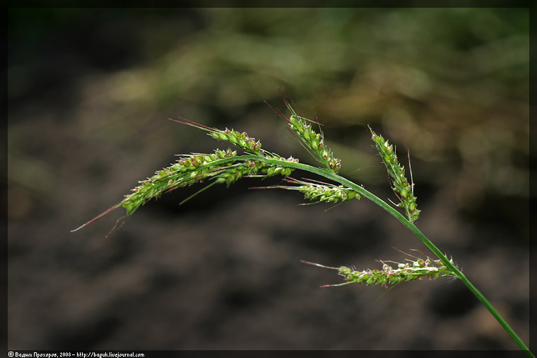 Изображение особи Echinochloa crus-galli.