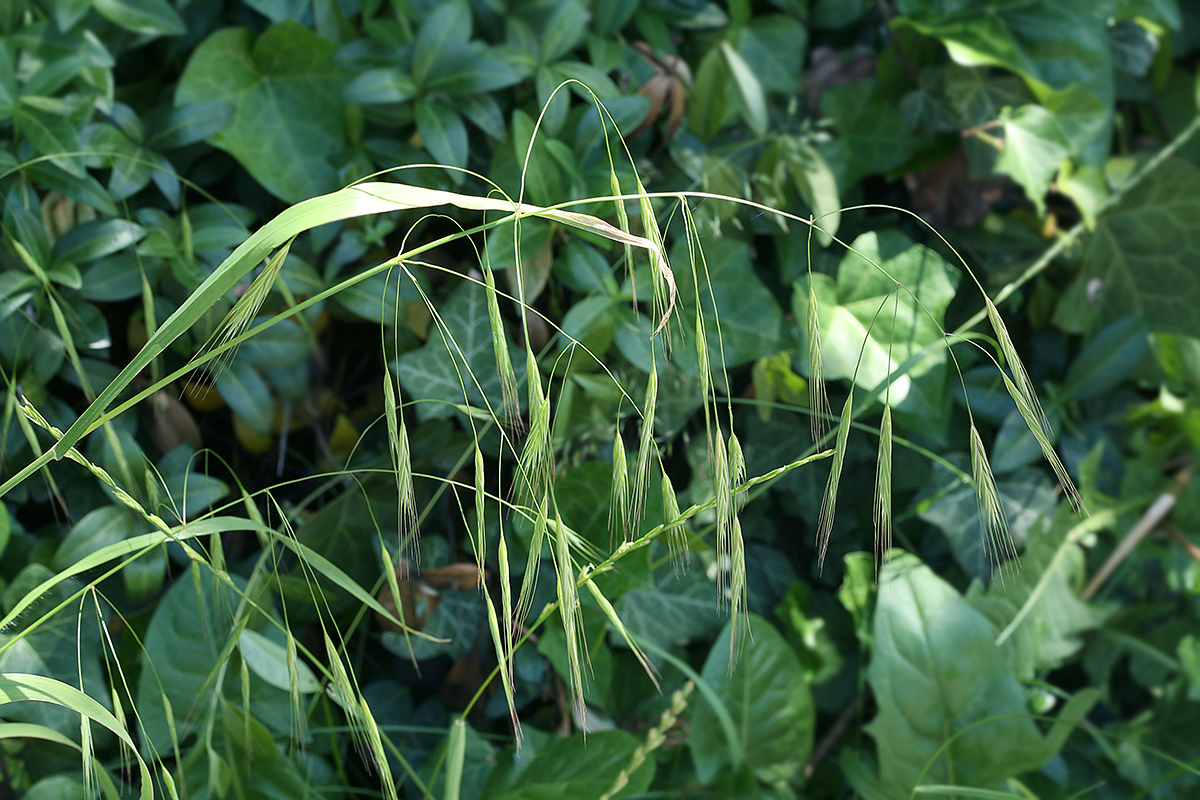 Image of Anisantha sterilis specimen.