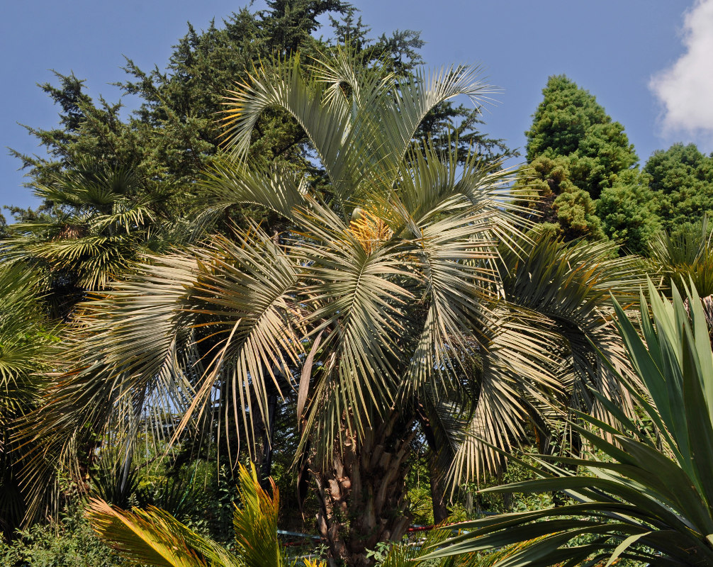 Image of Butia capitata specimen.