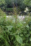 Rumex obtusifolius