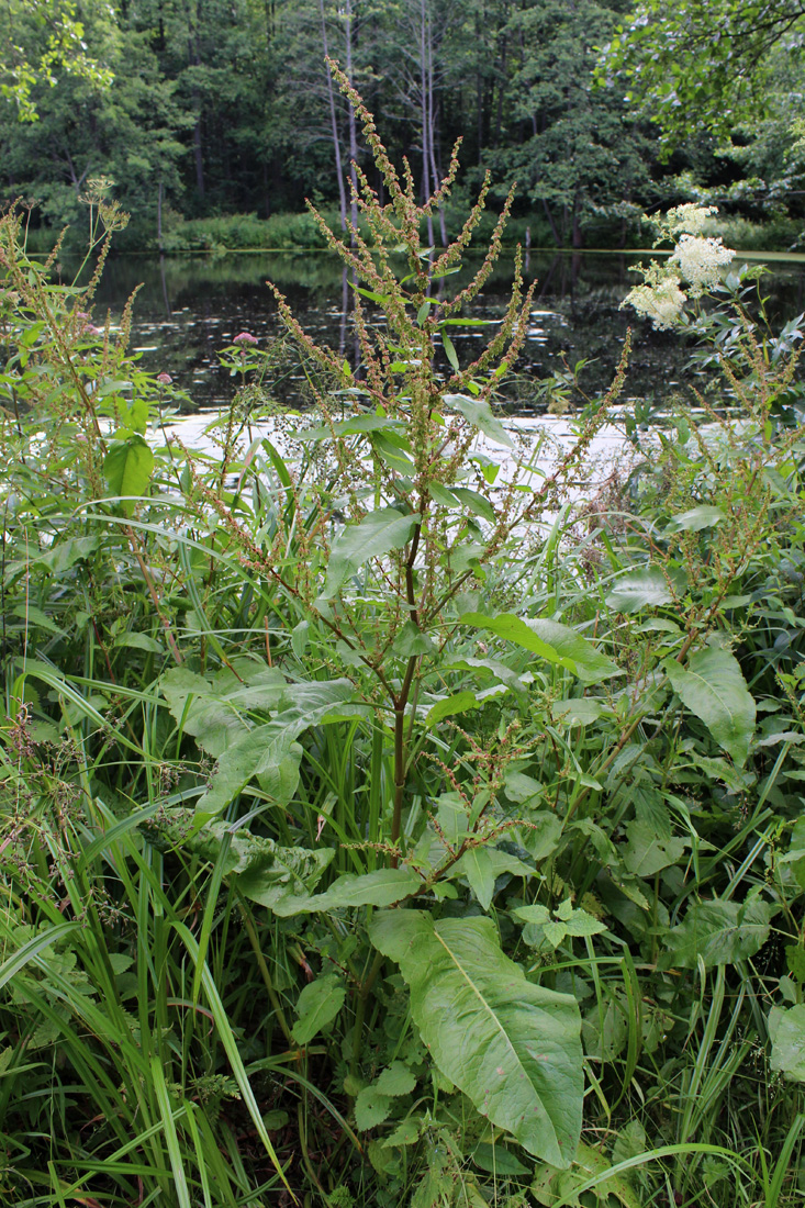 Изображение особи Rumex obtusifolius.