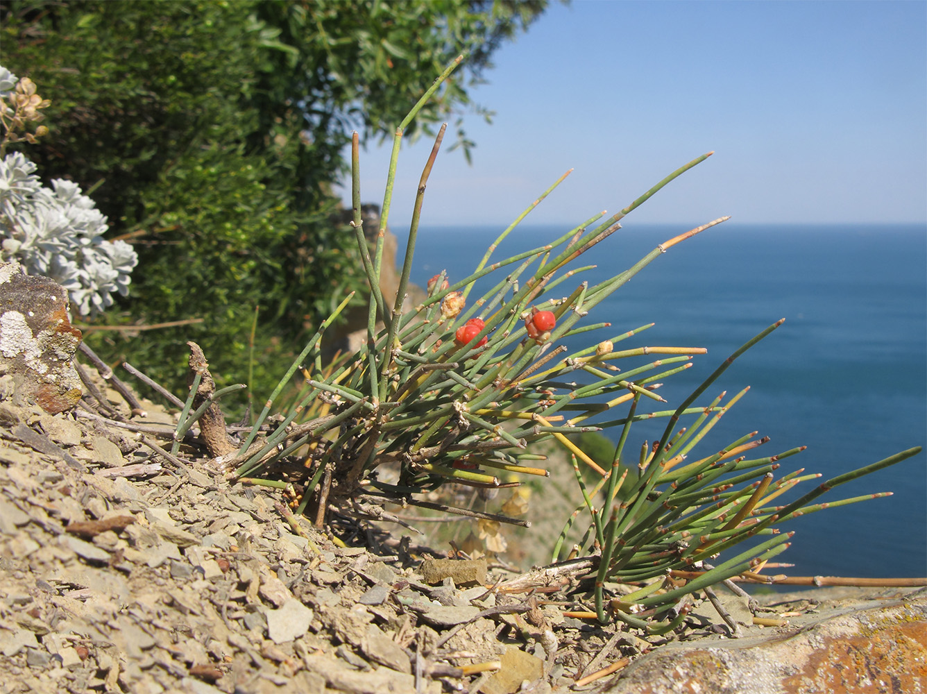 Image of Ephedra distachya specimen.