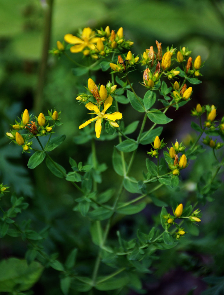 Image of Hypericum perforatum specimen.