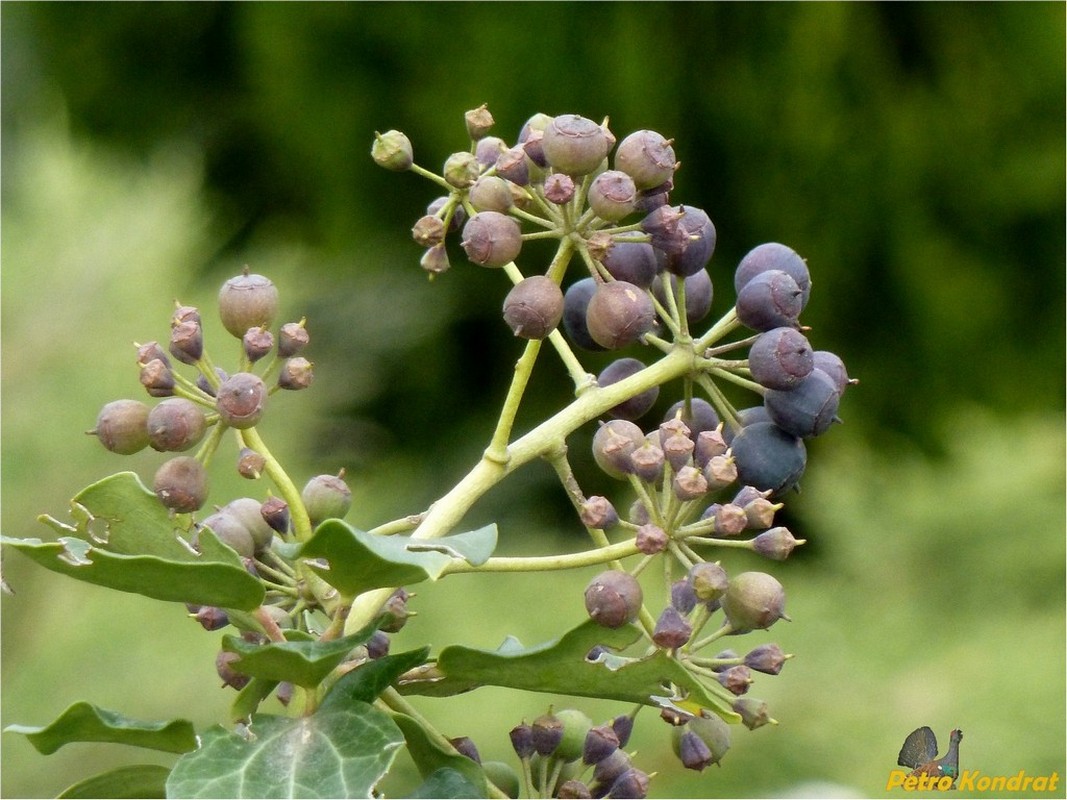 Image of Hedera helix specimen.