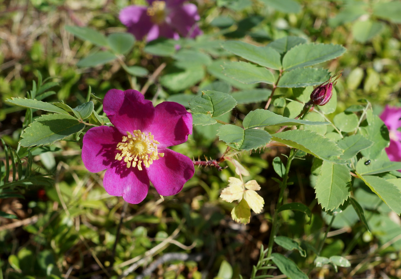 Image of Rosa acicularis specimen.