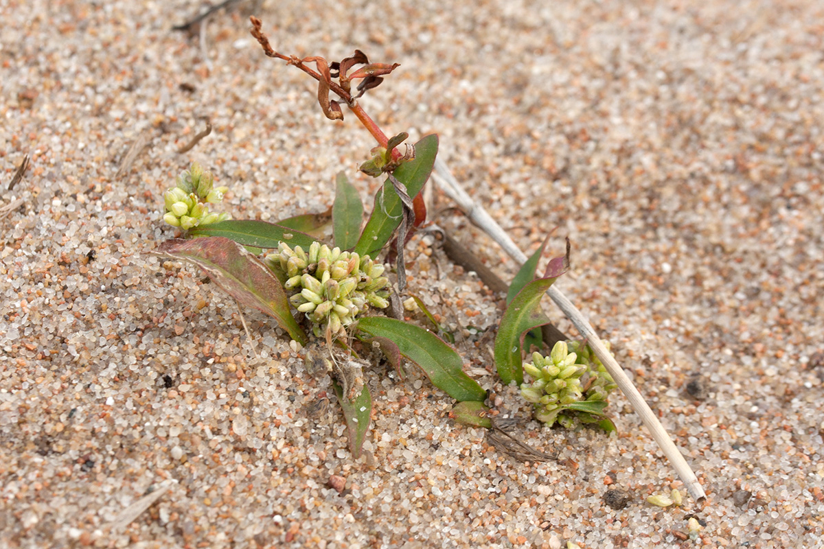 Image of Persicaria scabra specimen.