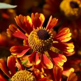 Helenium autumnale