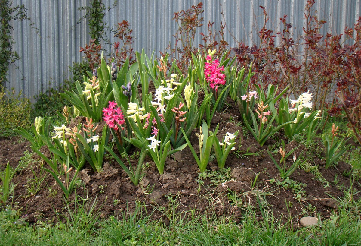 Изображение особи Hyacinthus orientalis.