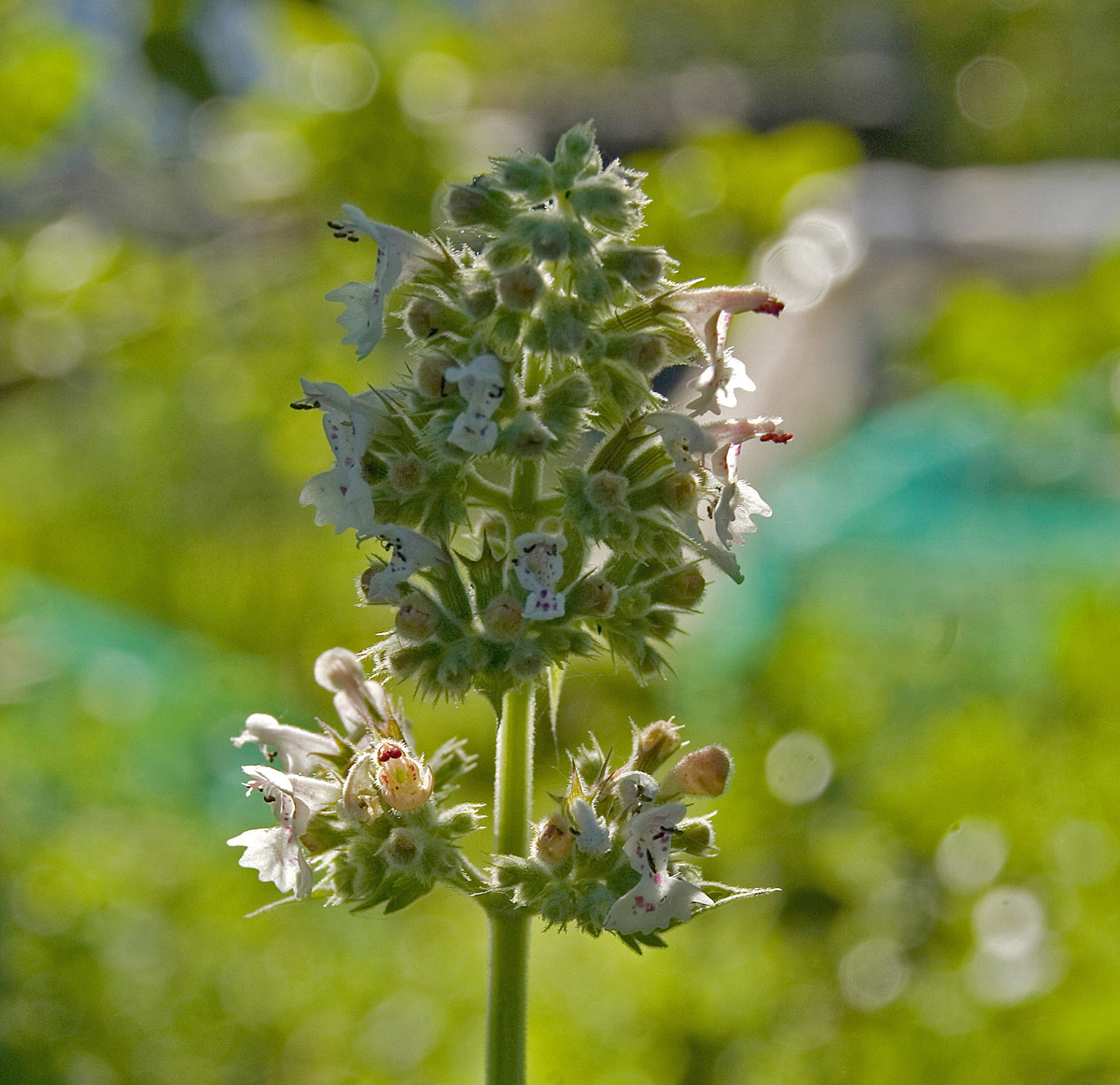 Изображение особи Nepeta cataria.